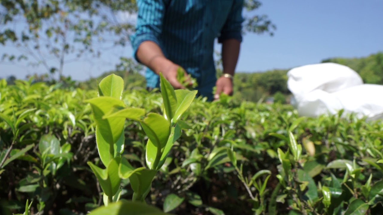 Tea Picking at Almost Heaven Farm