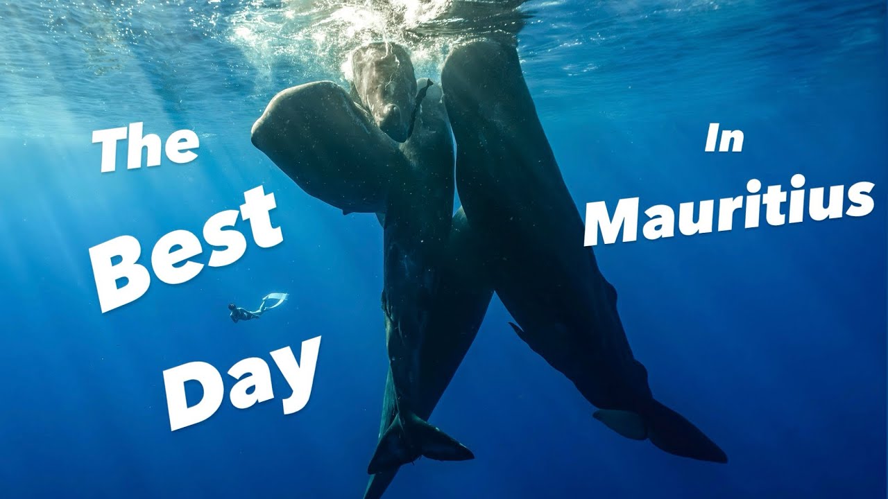 모리셔스 여행 브이로그, 선셋, 프리다이빙 Best Day with Whales and Beautiful sunset in Mauritius