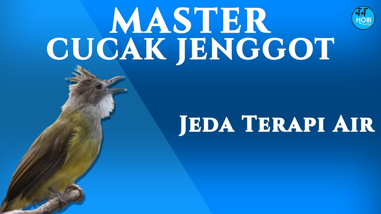 MASTER CUCAK JENGGOT (jeda terapi air)