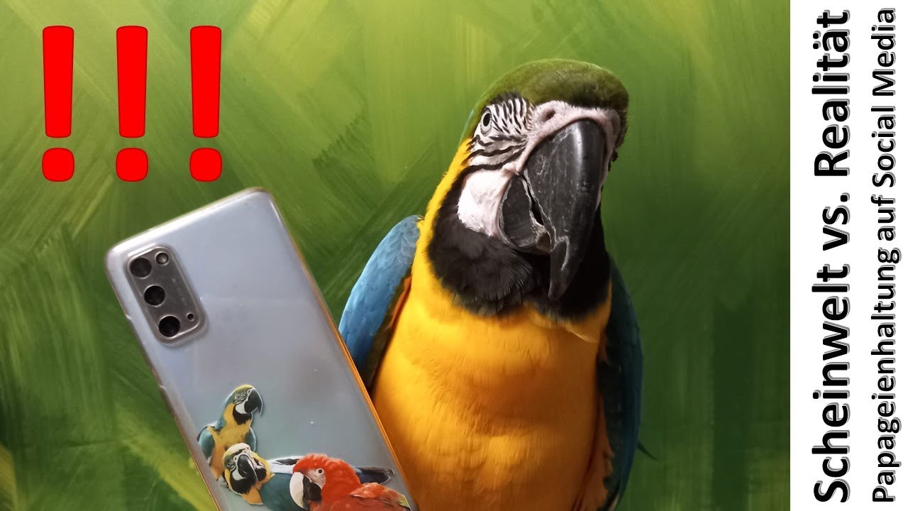 Scheinwelt vs.  Realität - Papageienhaltung auf Social Media: Wieso sehe ich das kritisch?