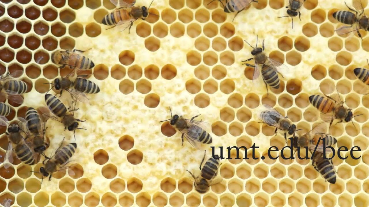 Master Beekeeping Course at University of Montana