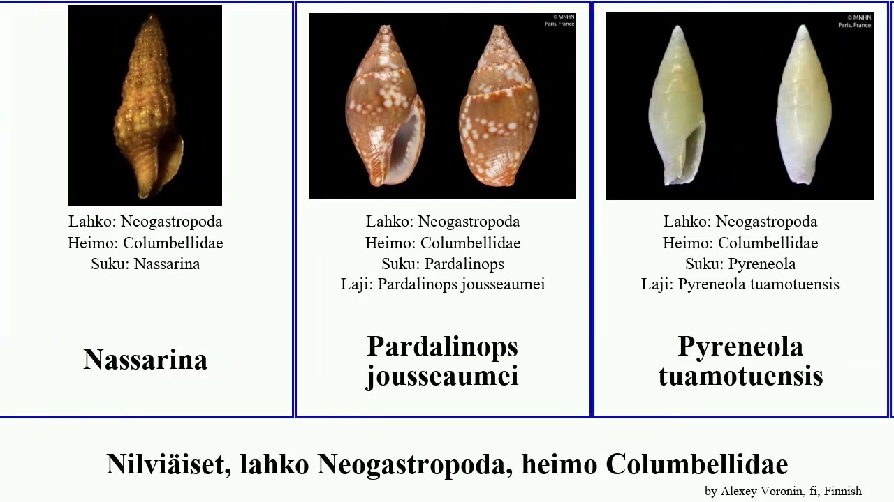 Nilviäiset, lahko Neogastropoda, heimo Columbellidae seminella elegans mollusca Mitrella Pyreneola
