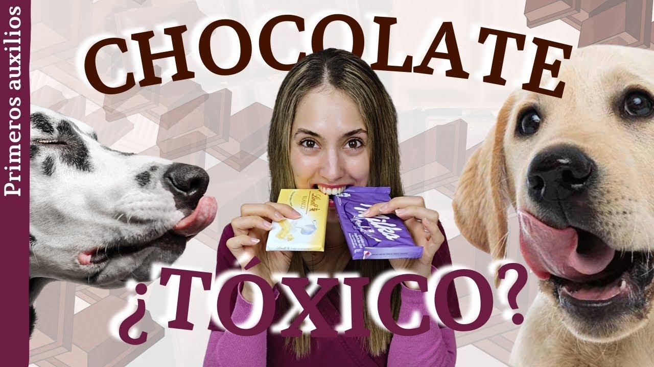 Intoxicación por chocolate 🍫 | ¿Dosis tóxica? | ¿Qué debo hacer?🆘