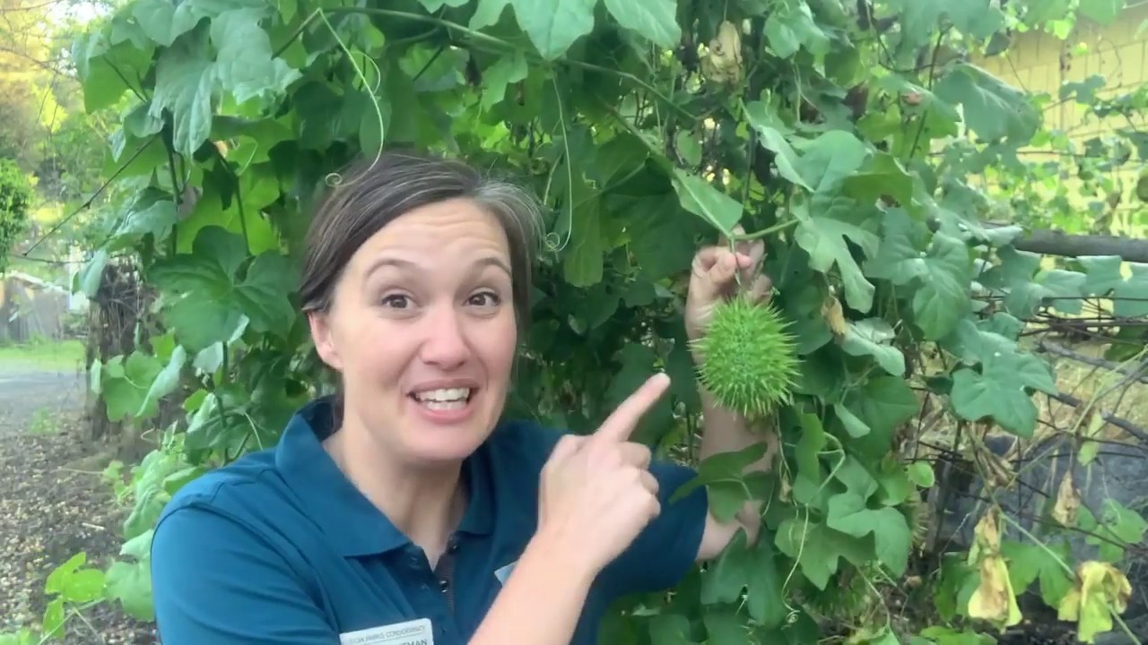 Backyard Naturalist: Wild Cucumber
