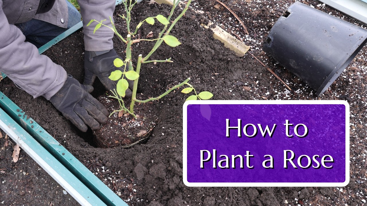 How to Plant a Rose