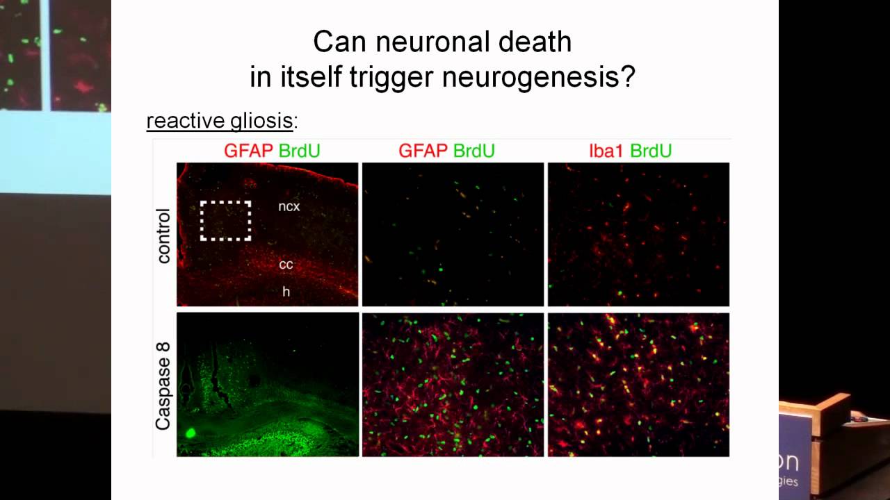 SENS5 - Neuron replacement in the neocortex
