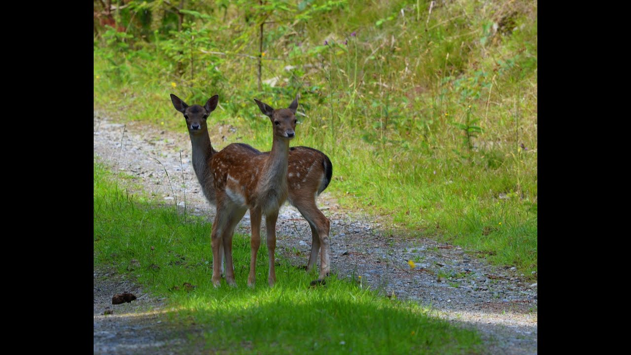 Sliabh Bloom walk.