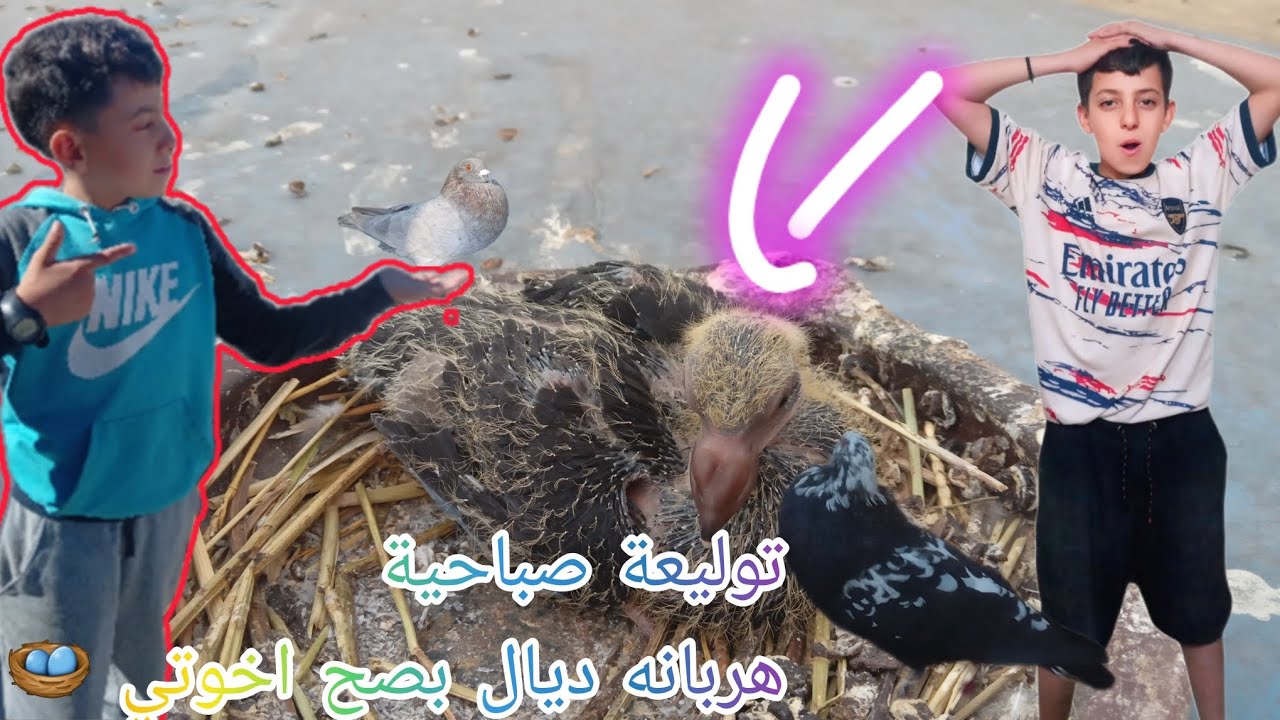 توليعة هربااااانة في شجنة سيافن