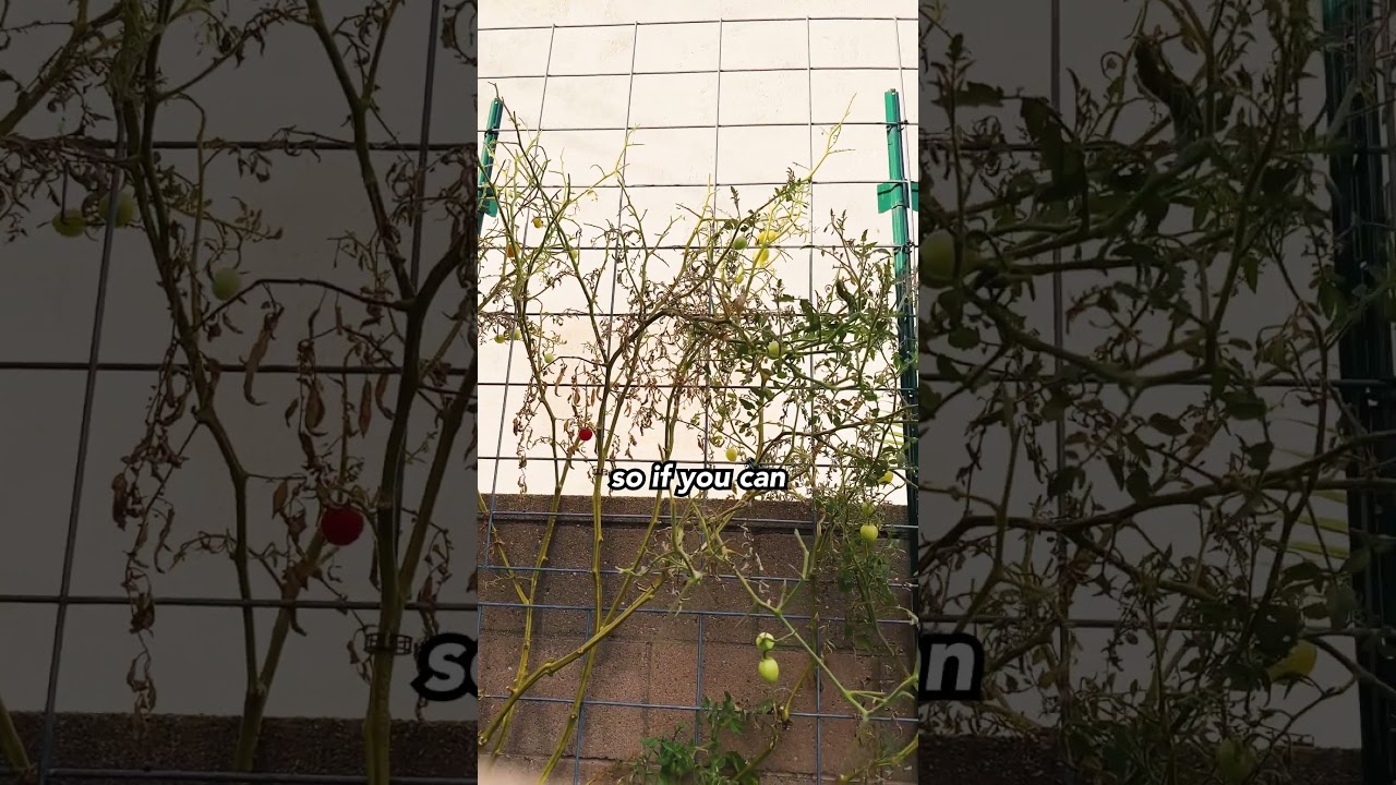 Look What The Hornworms Did #hornworm #gardenpests #organicpestcontrol #urbangardening