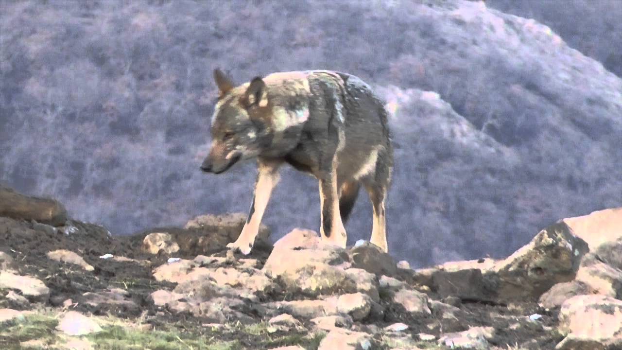 Wolf 2 in Bulgaria