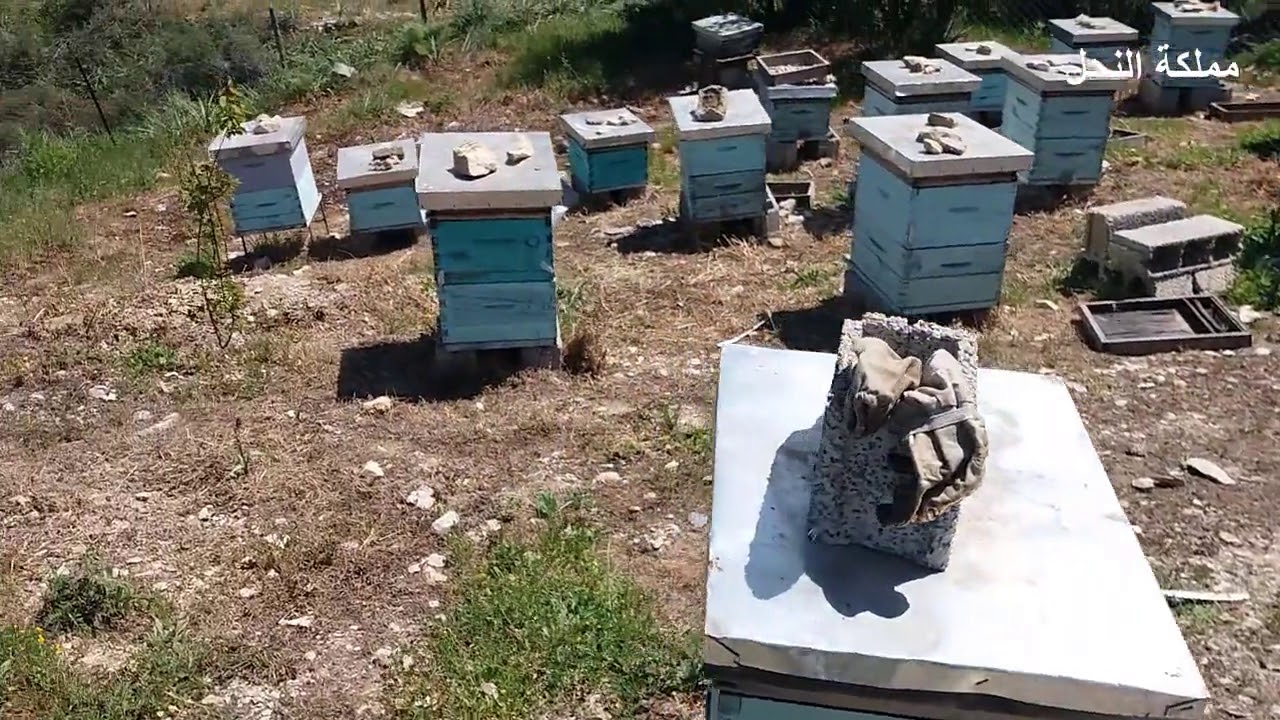 فحص خلايا أضفت لها العاسلة دون أن أرفع إليها إطارات من صندوق التربية