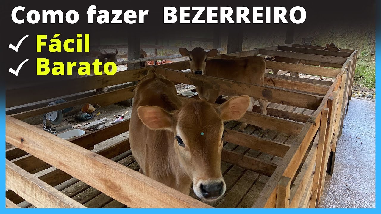Medidas e construção de bezerreiro fácil e barato !