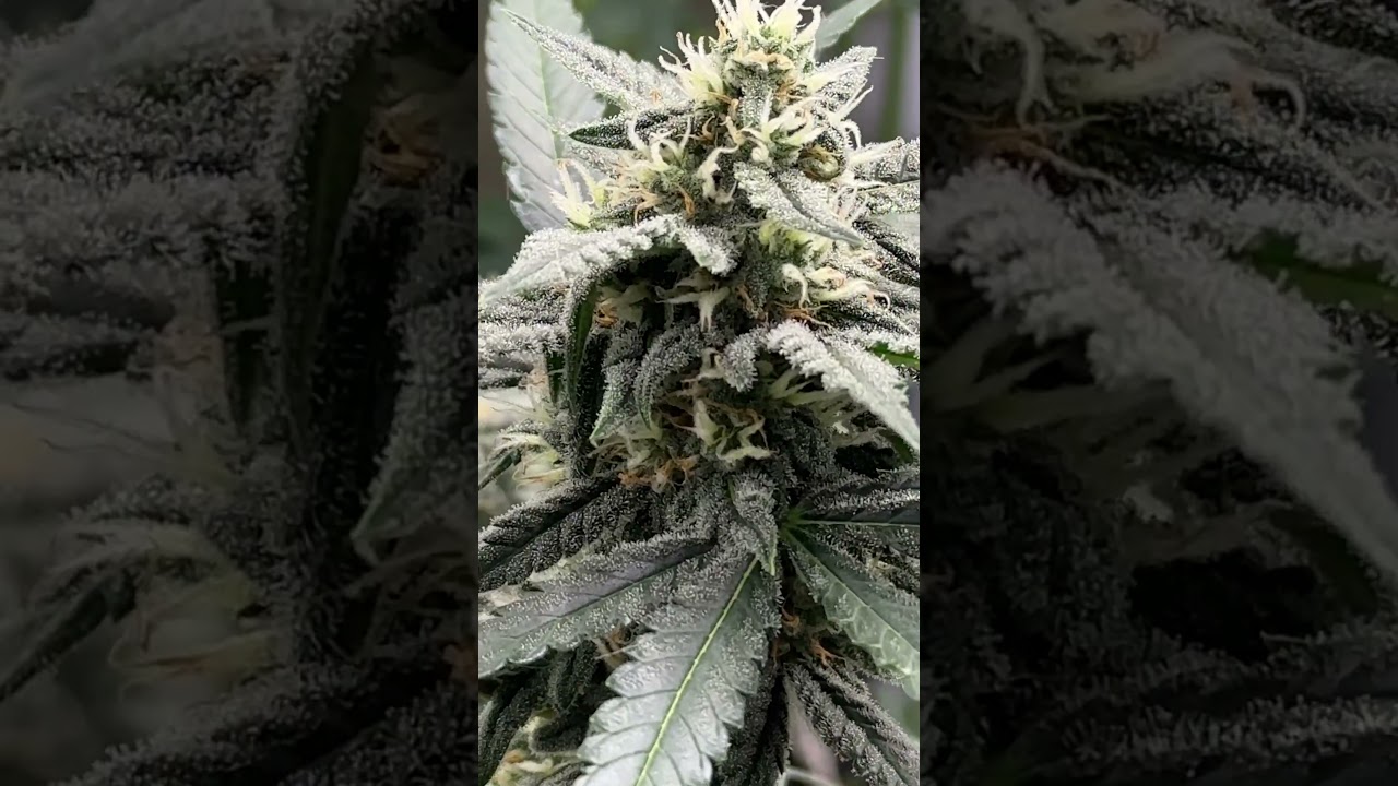 Purple kush cbd auto 🍓