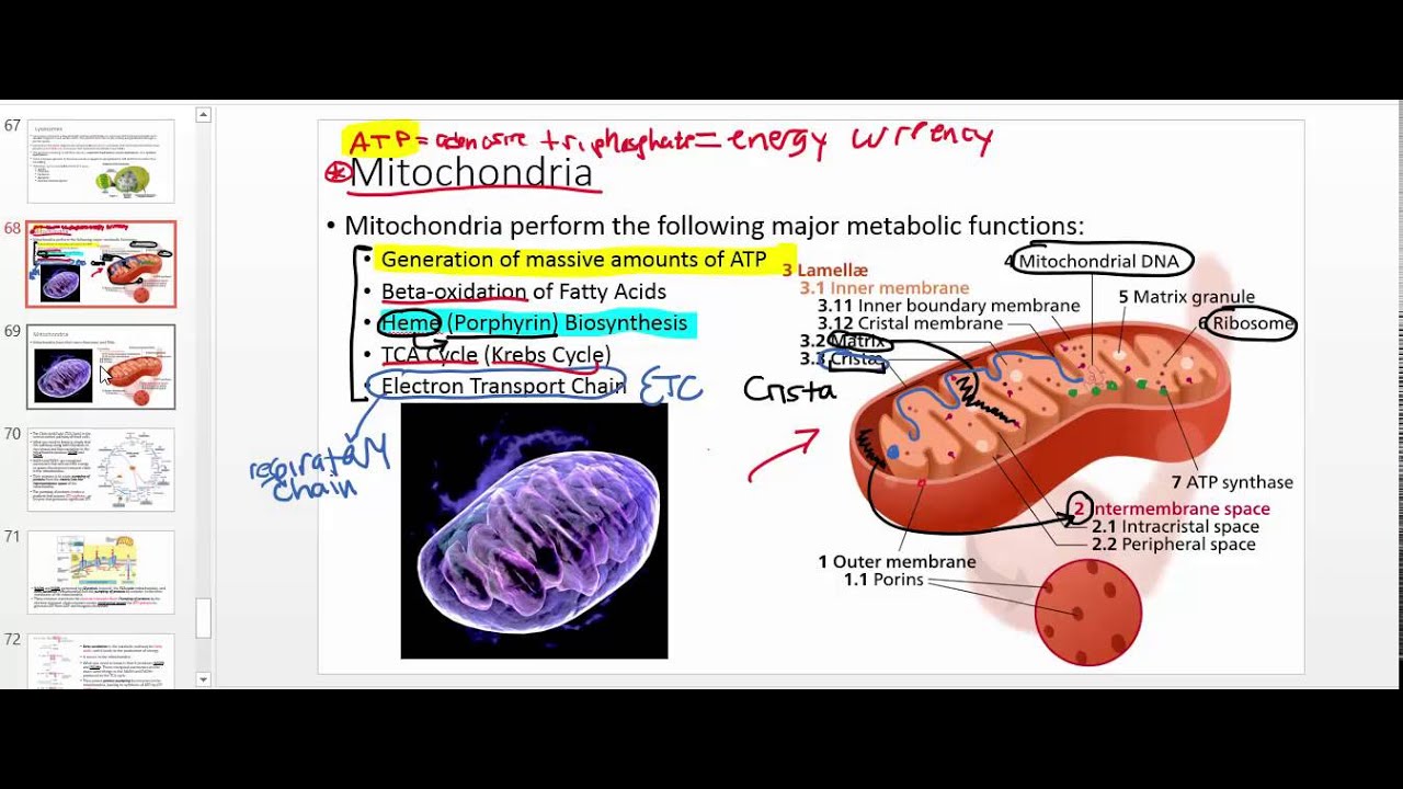 Mitochondria Overview: Structure and Function
