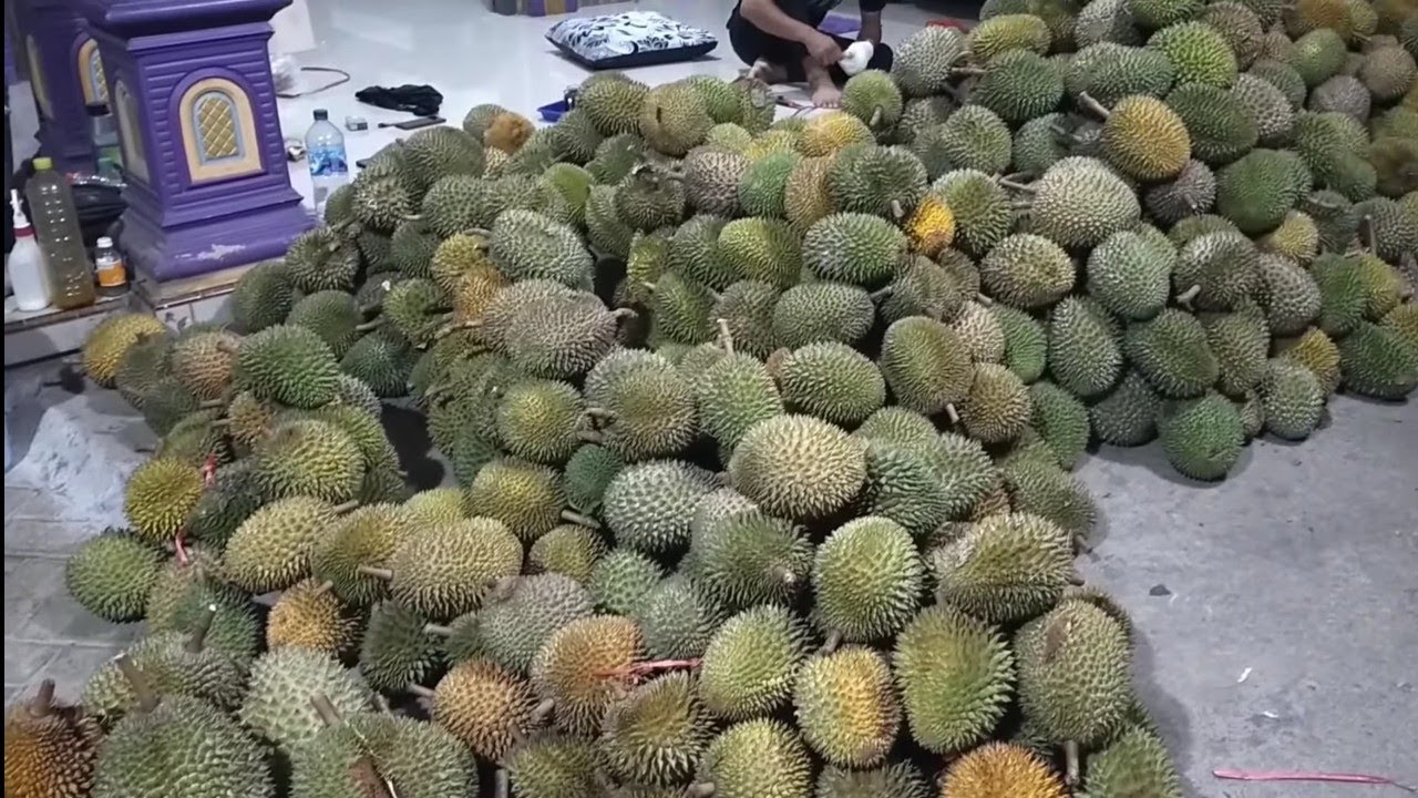 Panen raya durian lokal Trenggalek harganya hancur²an.