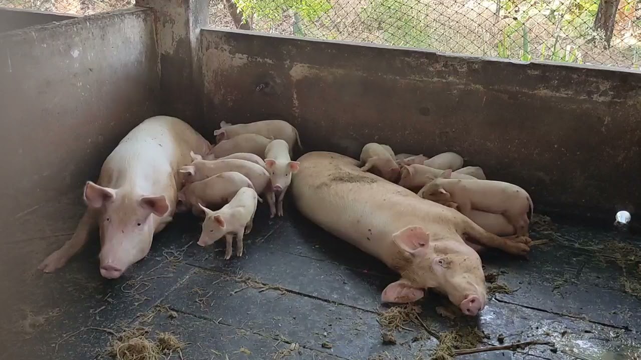 வெண் பன்றி வளர்ப்பு இலாபம் தரும்| பண்ணை அமைப்பது எப்படி| pig 🐷farm how to make| pig farm how much e