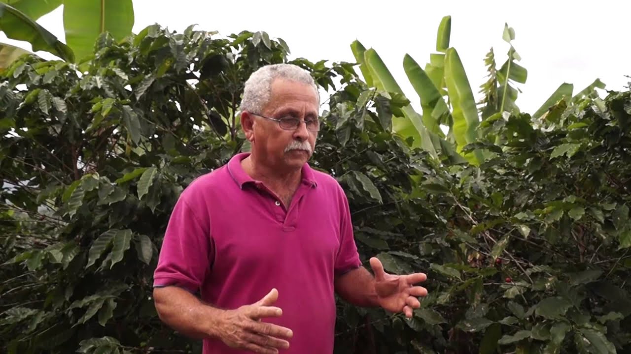 Café de Utuado