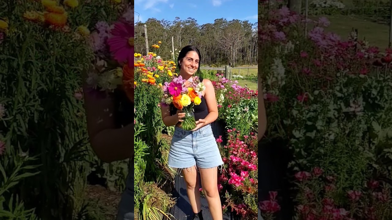 You-Picks on our flower farm! #flowerfarm #youpick #upick #pickyourown #flowers