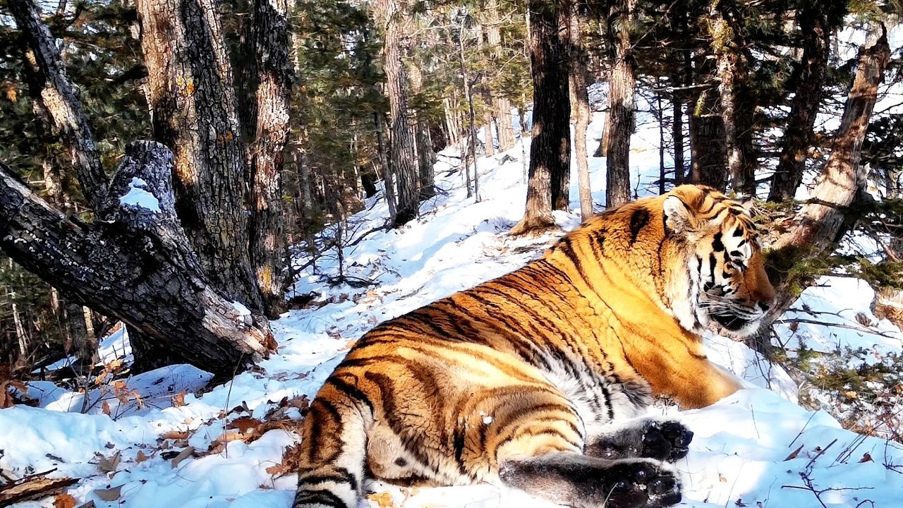 Amur Tiger in Russia’s Winter Tranquility | Amur Leopard & Snow Leopard Encounters! #40