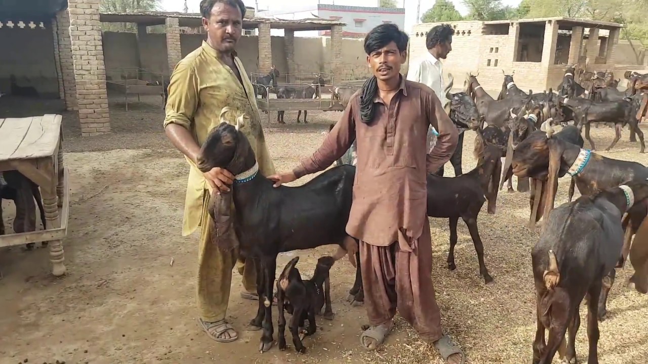 Worlds no 1 goats |kamori goat farm in Pakistan|complete documentary