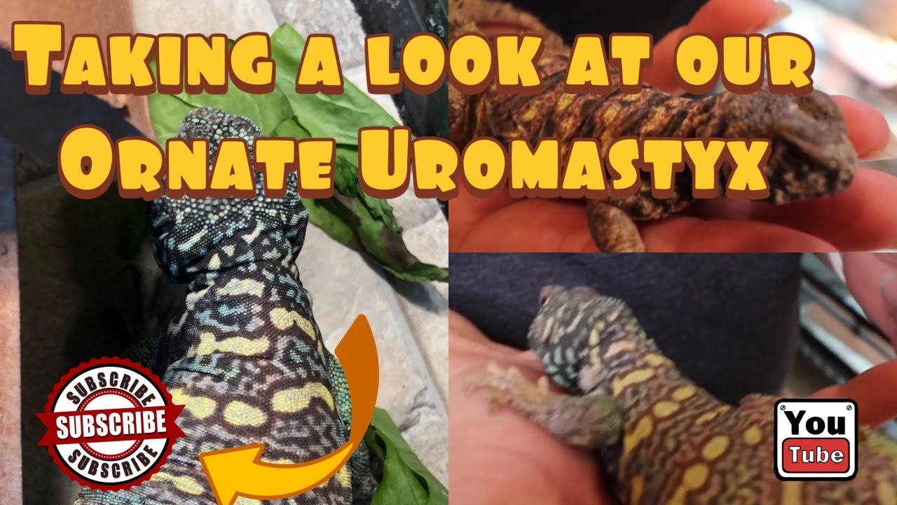 Taking a Look At Our Ornate Uromastyx