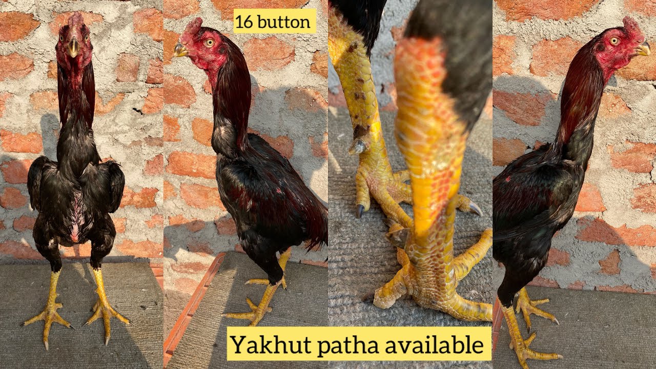 Call 6302422163 button 16 size double body black kanta patha available #youtube #youtuber 