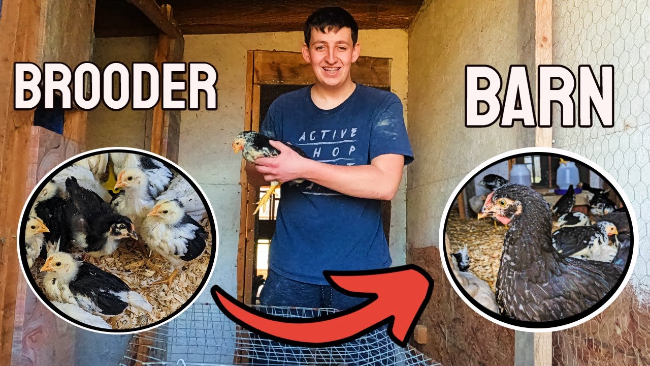 Moving The Chicks From Brooder To Barn -  A Baby Chicks Journey