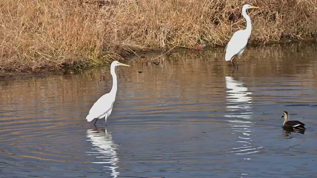 2026年2月1日加茂町！カルガモ達とカワウと2羽のダイサギ達の午前のひと時編