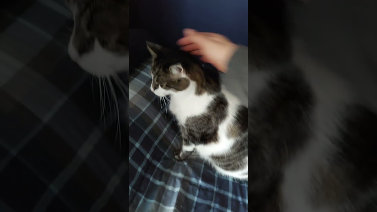 Погладить Корарру