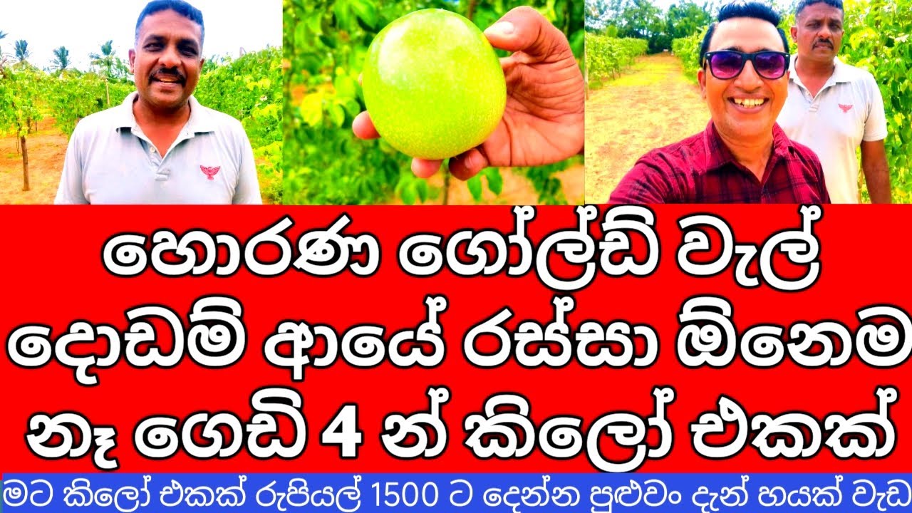 Organic Passion fruit Cultivation in Sri Lanka | කාබනිකව වැල් දොඩම් වගා කරන කෘෂි ව්‍යවසායකයෙක්