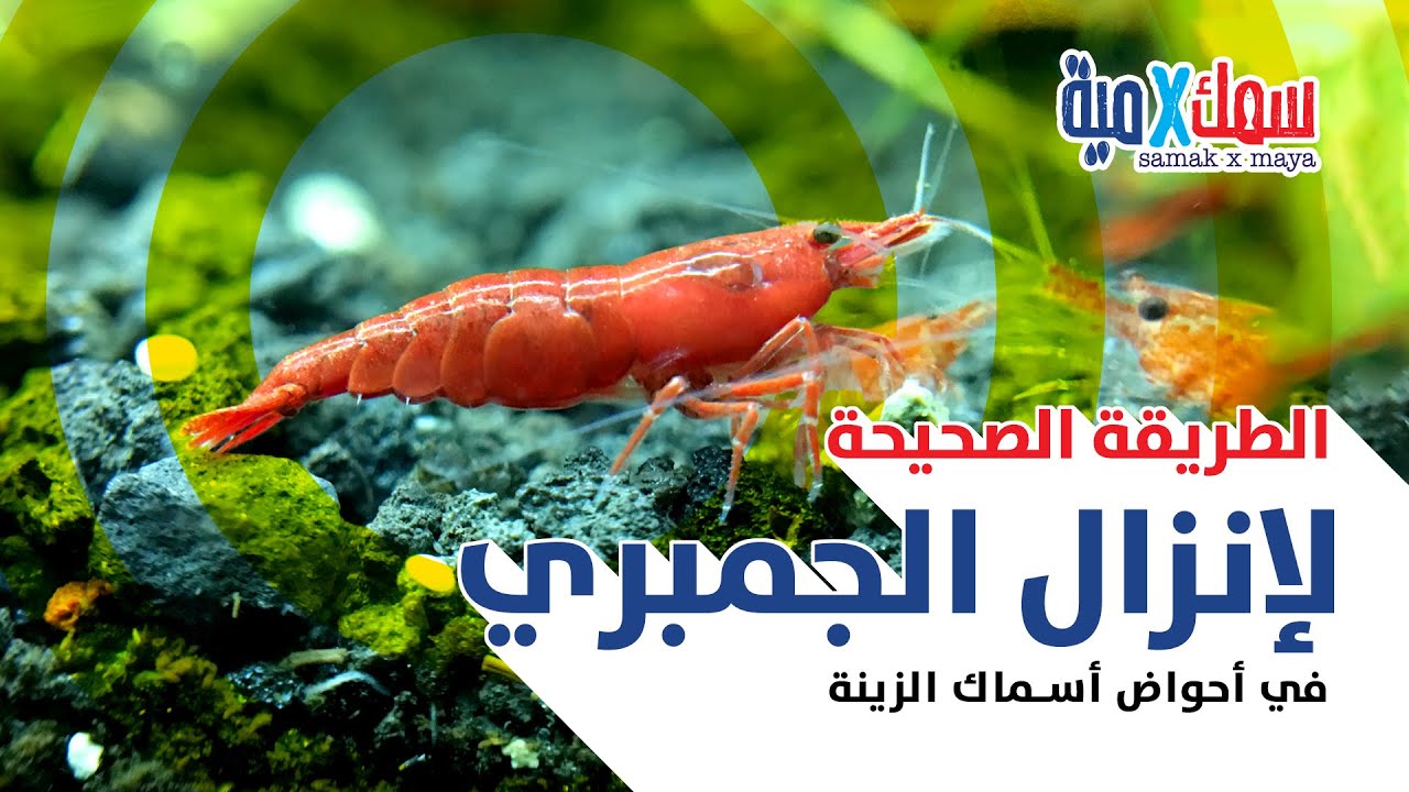 الطريقة الصحيحة لأقلمة جمبري المياه العذبة و تنزيله في الحوض الجديد