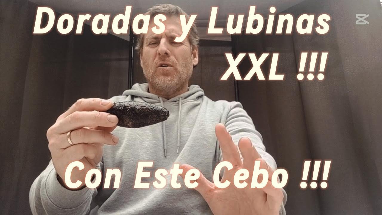 Cebo Infalible para Doradas y Lubinas XXL Pepino de Mar !!!!!!!!!!!
