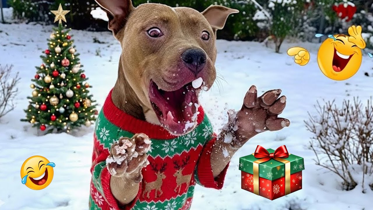 Funny Dog Videos Compilation 2025 🐶😂 Guaranteed Laughs #9
