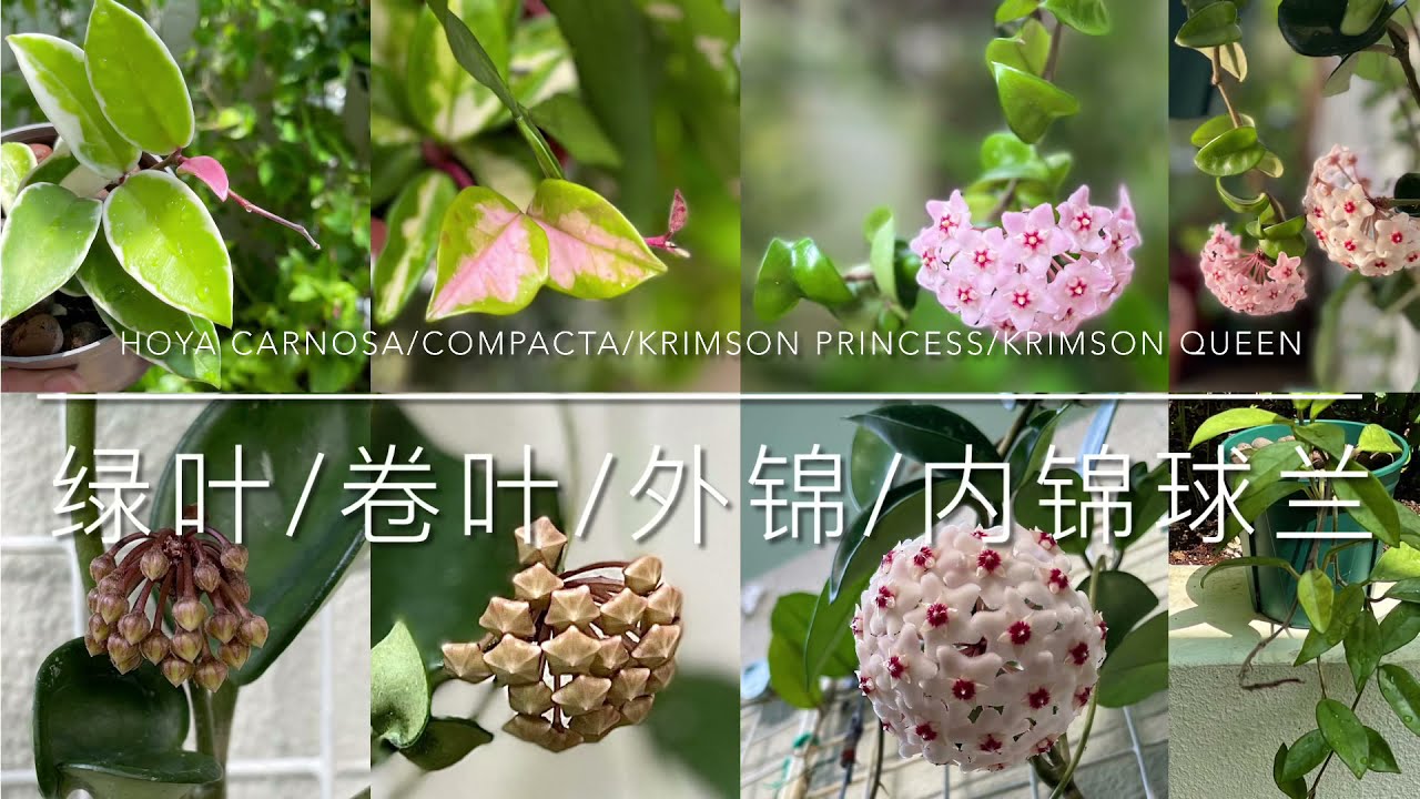 Hoya Carnosa / Compacta / Krimson Princess/ Krimson Queen 绿叶/卷叶/外锦/内锦球兰