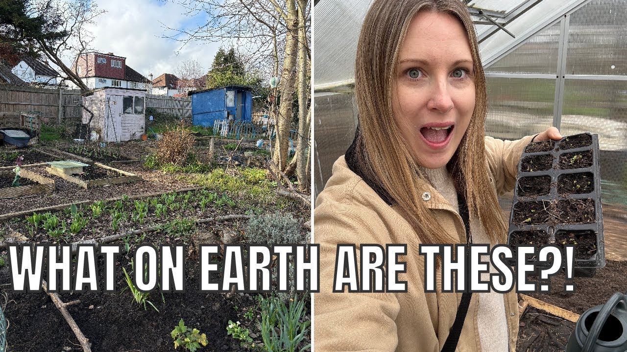 UNEXPECTED CROPS ON THE PLOT / ALLOTMENT GARDENING UK