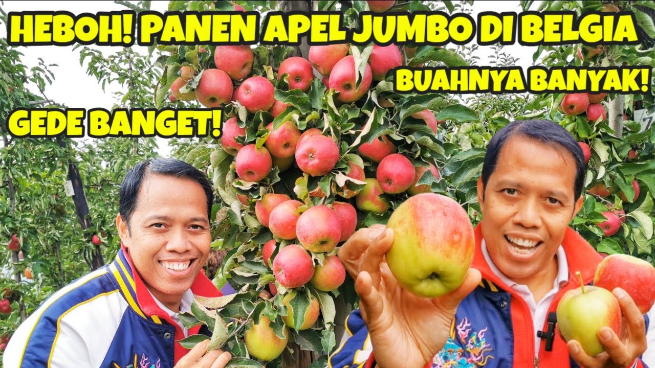 KALAP! PETIK APEL JUMBO MERAH DAN HIJAU SEPUAS PUASNYA DI BELGIA