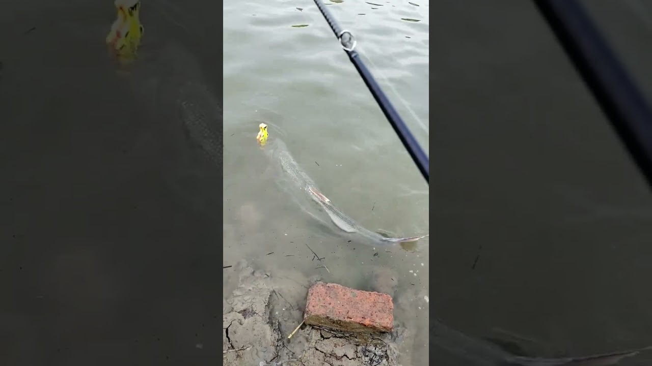 #cauca #caucagiaitri #ryanizfishing #fish #fishing #shorts