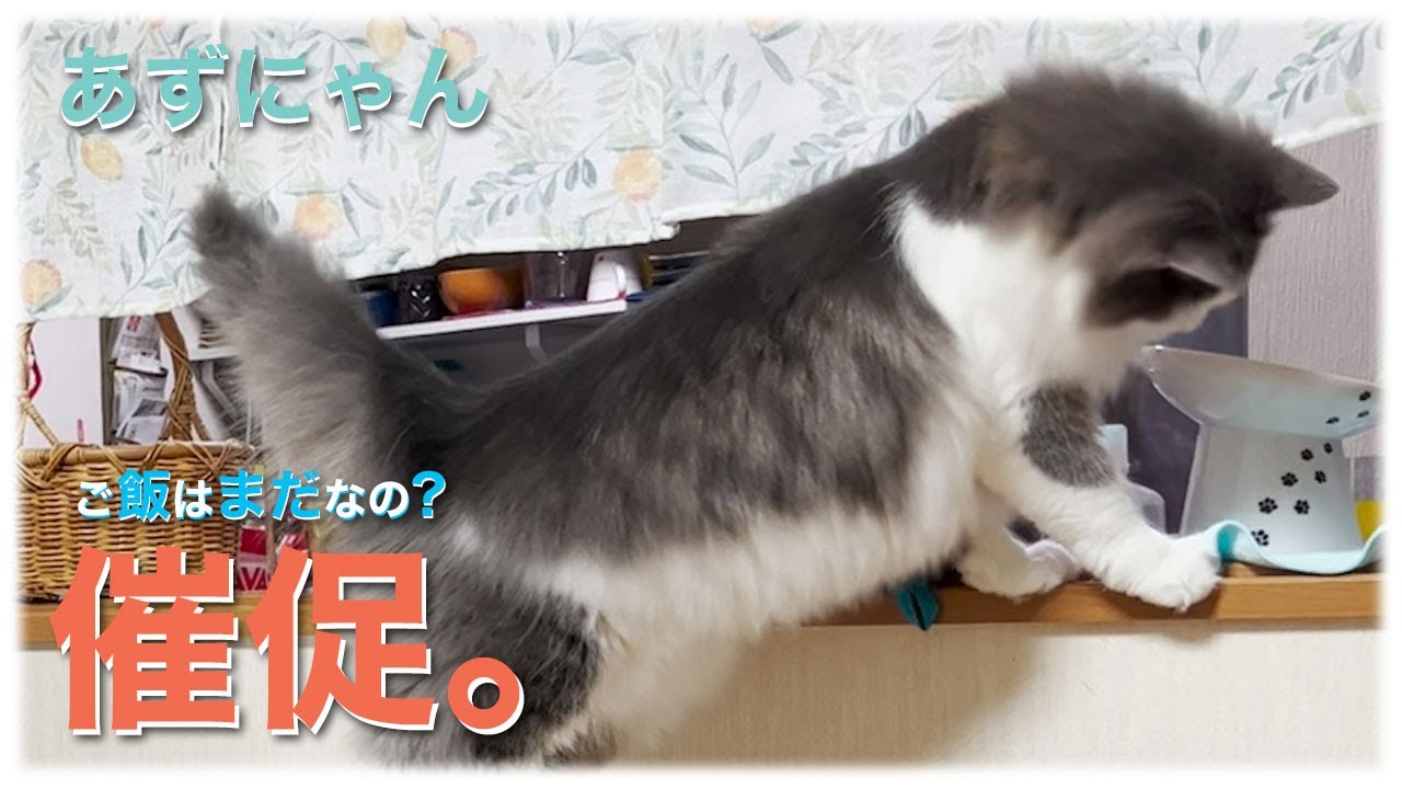 あずにゃん、もう🍽️🍚待ちきれない🐱　ソファ🛋️を駆け上がる🐈💨食いしん坊さん😊【猫　サイベリアン　あずき】[vol.205]