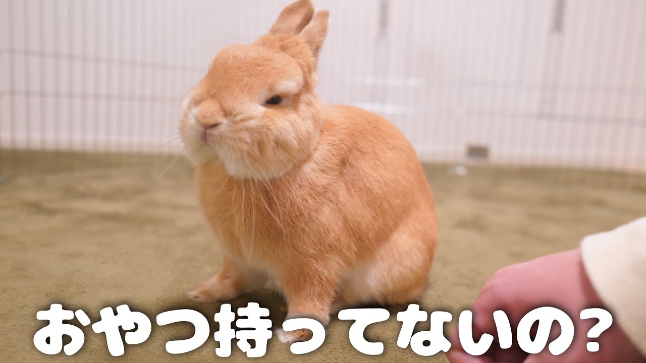 ご褒美あると思って近づいたのに何もなくてテンションだだ下がりのウサギがこちら【No.378】