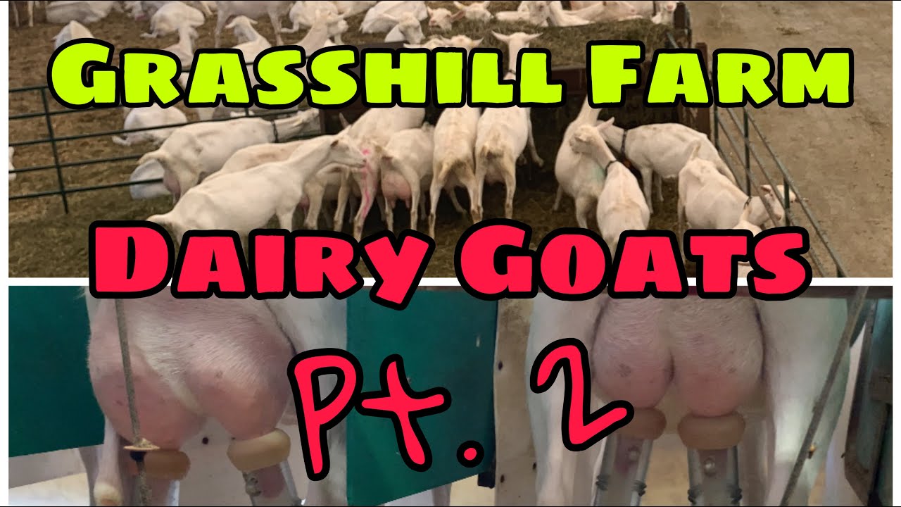 Saanen Dairy Goats: Grass Hill Farm Tour I Goats milk Pt. 2