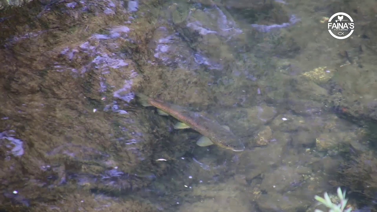 Pesca a mosca secca la trota bolla ripetutamente Edo sbaglia la ferrata marmorata se ne va Pipam