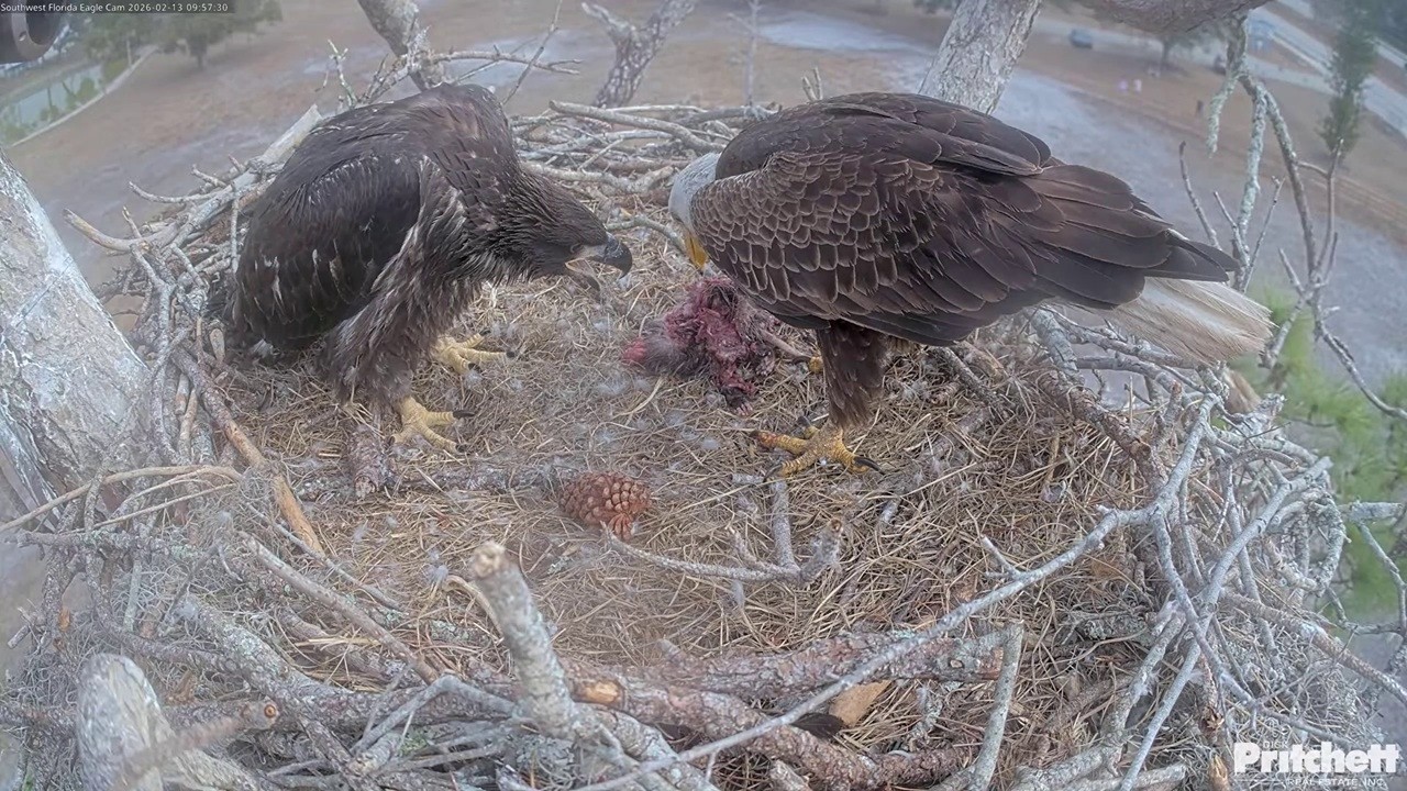 SWFL Eagle: M15 brought back a RK opossum -- 2026 02 13