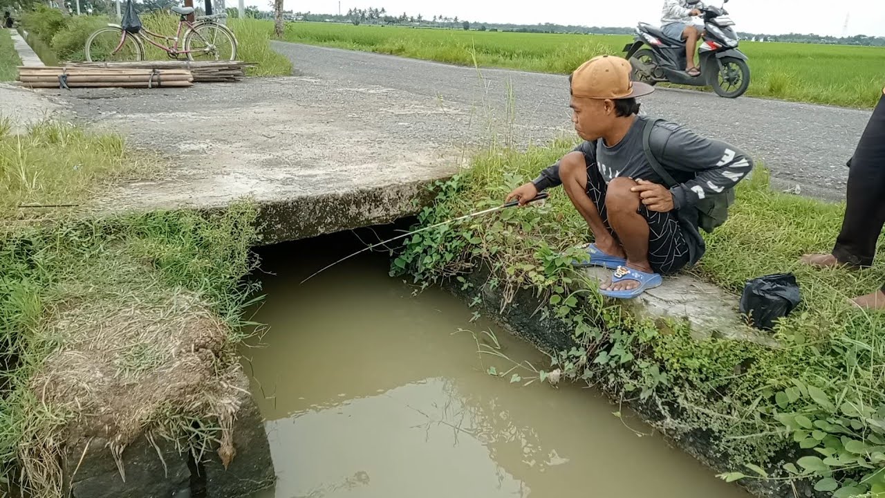 Luar Biasa Gacornya..!! Strike Bertubi-tubi Mancing Di Selokan Pinggir Jalan 