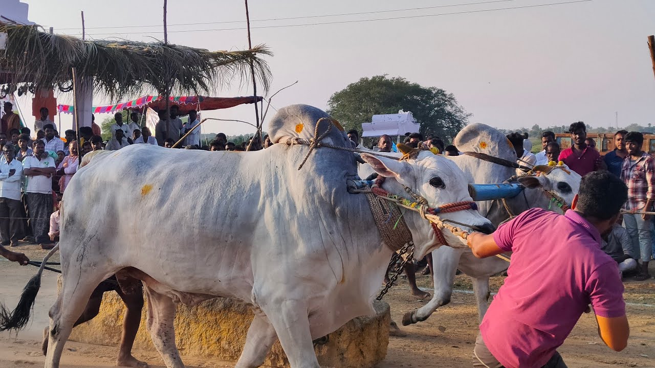 మామిళ్ళపల్లి సీనియర్స్ | 4జత RR బుల్స్   D. రోహన్ బాబు గారు హైదరాబాద్