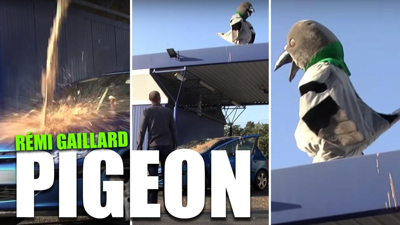 gołąb (REMI GAILLARD)