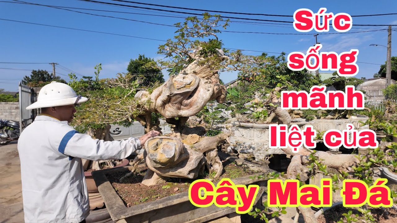 Duối – xương cá dáng già, nuôi lâu năm.Ai chơi cây nhìn là biết giá trị nằm ở đâu #bonsai 