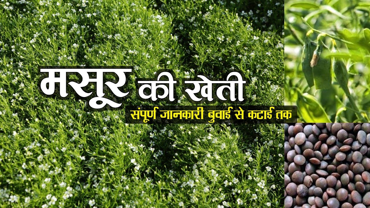 मसूर की खेती | Masoor ki kheti | Lentil farming in India | masur ki kheti kaise karen | AtoZ Jankari