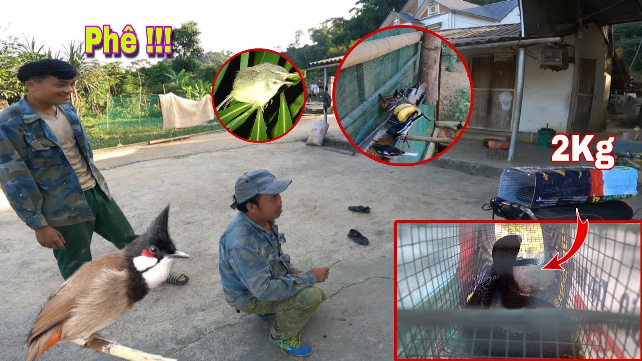 Lần Đầu Trong Đời Bẫy Được Rắn 2kg Và Soi Chim Ngủ | @dantoctaybactv2994