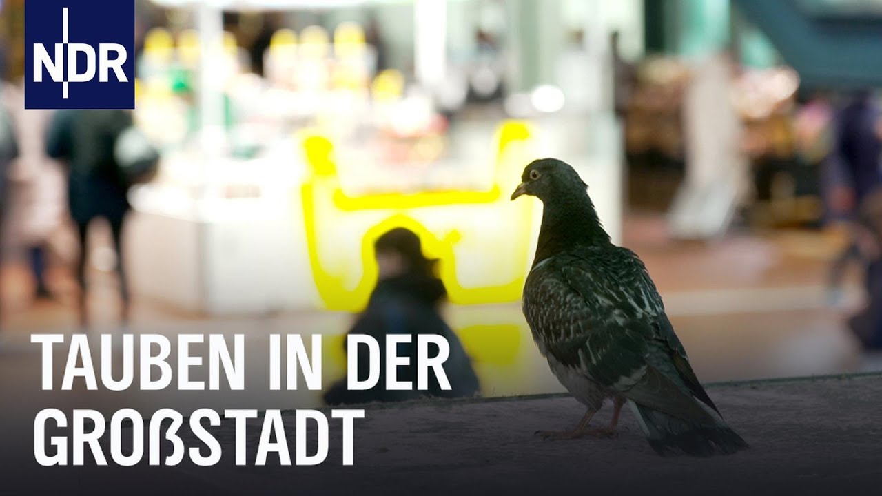 Hamburg und die Tauben: Vertreiben oder f&uuml;ttern? | Die Nordreportage | NDR Doku