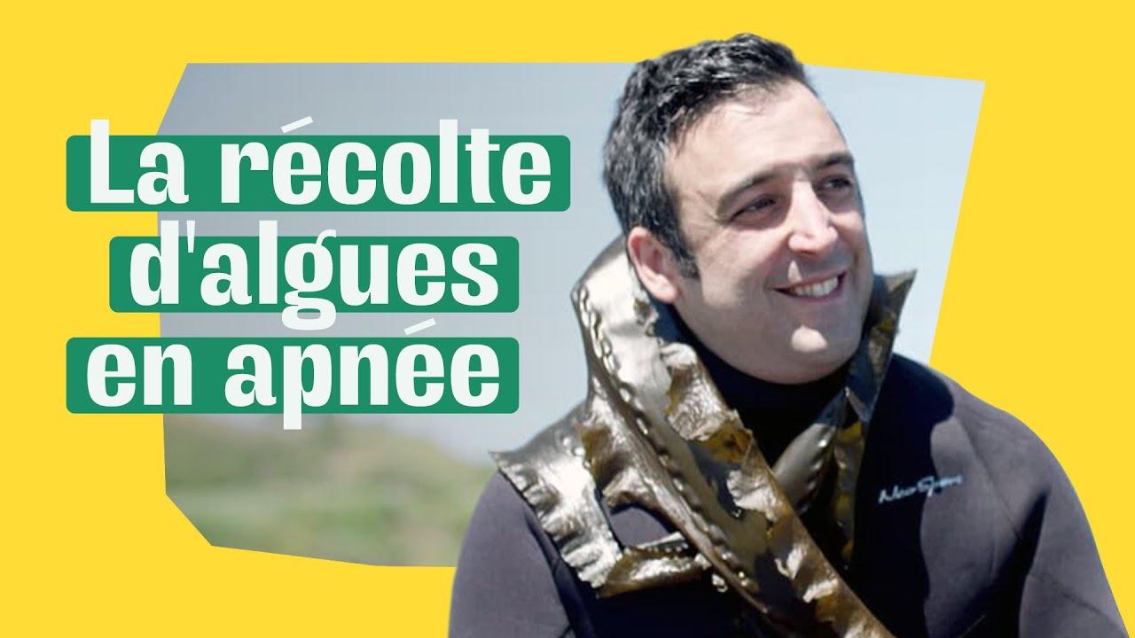 On récolte des algues en apnée en Gaspésie